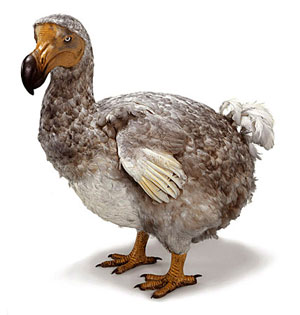 Dodo Bird